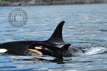 orca calf CWR_250