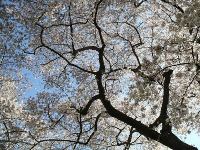 cherry blossoms_150