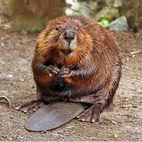 Beaver - flickr user herseydc (steve)
