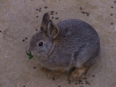 pygmy rabbit flickr bonny_jean13