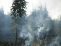Forest Slash burning