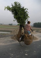 Tree load on bike in India_Flickr_yumievriwan