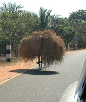 Bike and hay load in India_Flickr_Mrs Hilksom