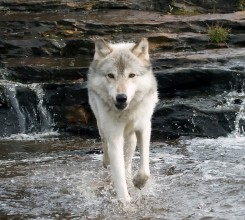 istock-wolf