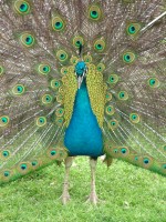 Peacock MorgueFile Nessmoon