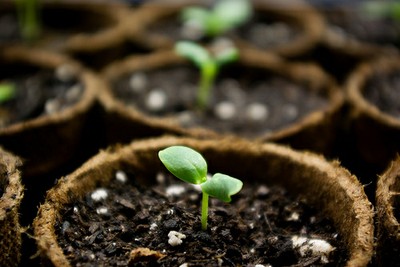 Seedlings-flickr-Jackal of All Trades