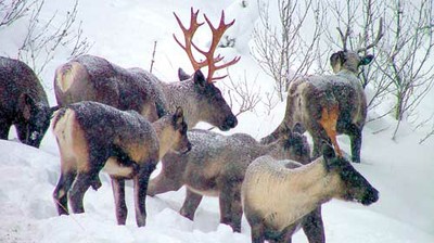 Selkirk caribou Province of BC