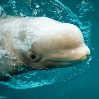 White Whale - Flickr User skelly b