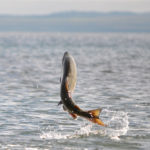 A fish leaps from the ocean water