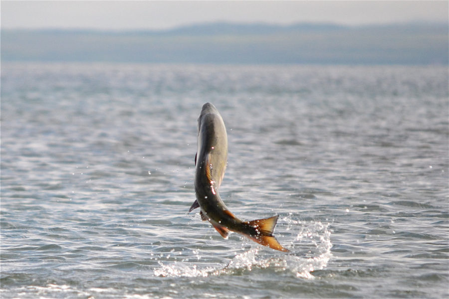A fish leaps from the ocean water