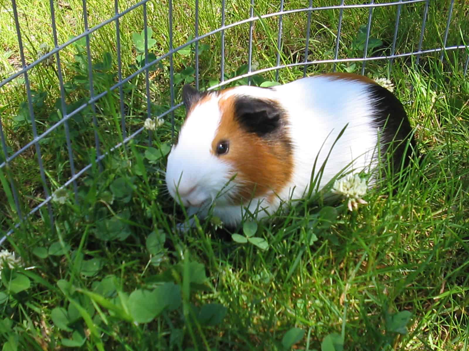 A guinea pig fenced in on the lawn. Wheek wheek wheek!