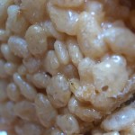 Rice Crispy close up
