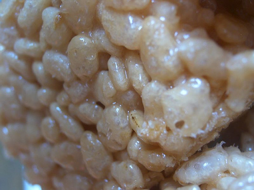 Rice Crispy close up