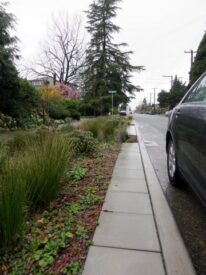 Sidewalk pavers along rain garden.