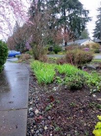 Rain garden in NW Seattle.