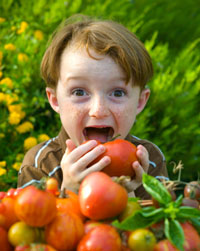 Boy in garden with tomatoes