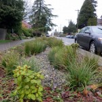 Seattle roadside rain garden
