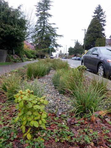 Seattle roadside rain garden