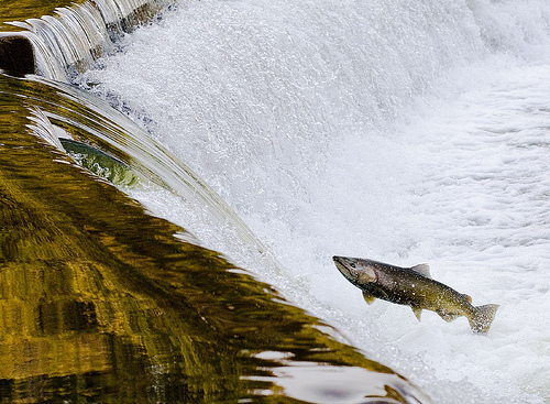 Leaping salmon