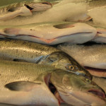 Fresh salmon at market, photo credit Maureen Reilly
