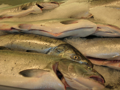 Fresh salmon at market, photo credit Maureen Reilly