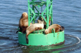 Sea lions