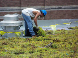 Installing a green roof at the University of Michigan, photo from Flickr's Cory Seeman, Creative Commons.