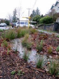 Seattle rain garden by Lisa Stiffler (Used with permission) Rain garden
