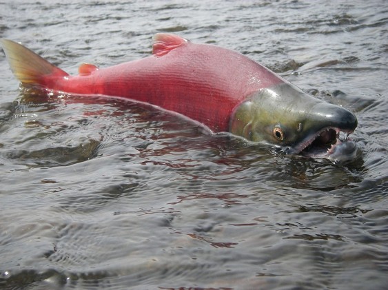 Sockeye salmon by US EPA