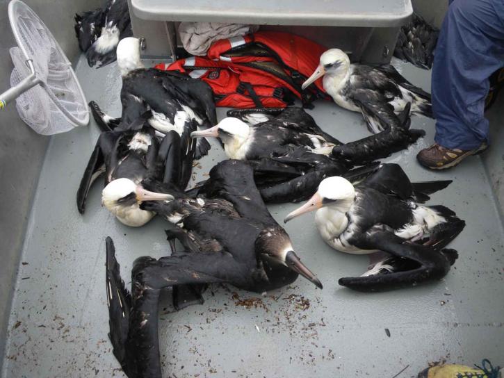 Albatross oil spill, public domain image