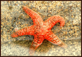 Starfish in Westport, WA, by Scott Smithson, cc.