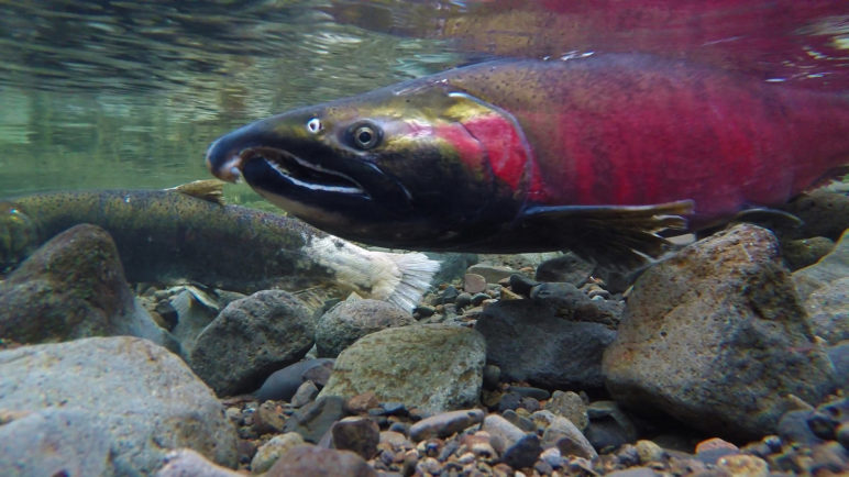Coho Salmon, by Bureau of Land Management, cc.