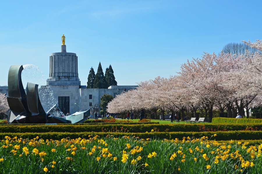 Cherry blossoms at Oregon Capitol in Salem by Edmund Garman used under CC BY 2.0 (https://www.flickr.com/photos/3cl/6914710714/)