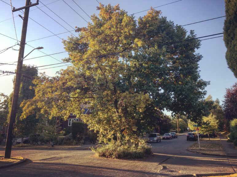 Over the past 30 years Seattle has installed over 1,000 traffic circles that take back part of the right-of-way in intersections in residential neighborhoods to create space for trees and other greenery, and calm car traffic at the same time. Photo by Dan Bertolet, used with permission.