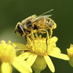 neonics bee pollen pesticide industry