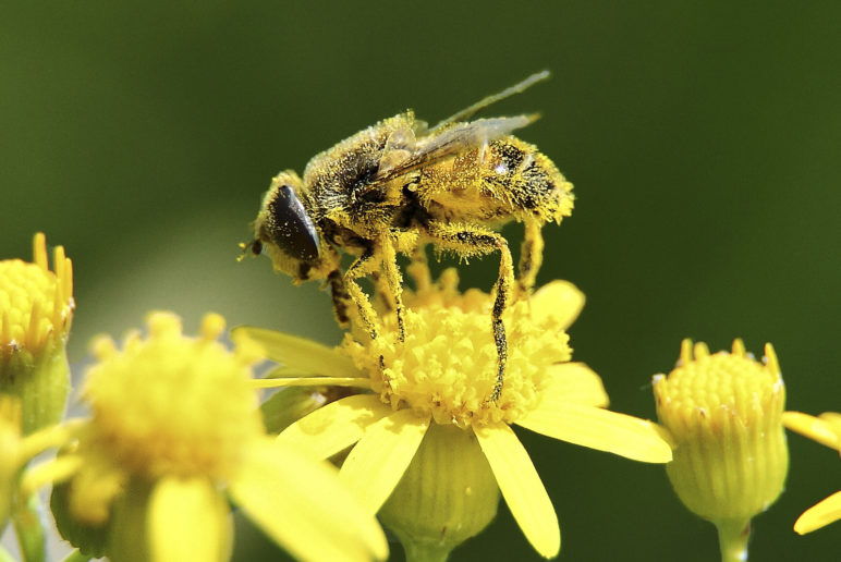 neonics bee pollen pesticide industry