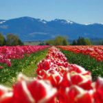 tulips, mountains, skagit, spring, flowers, crops