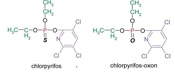 Chlorpyrifos and its more acutely toxic oxon metabolite, the latter formed in the body and during drinking water treatments.