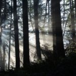 Rays of light filter through a Pacific Northwest conifer forest. Family Forest Owners Could Champion Carbon Drawdown