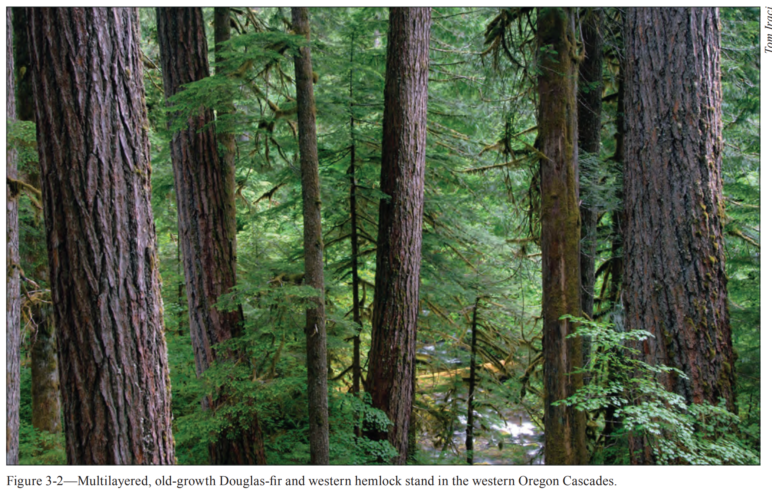 Multilayered Douglas-fir and western hemlock in Oregon’s Western Cascades