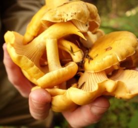 Photo of a handful of chanterelle mushrooms
