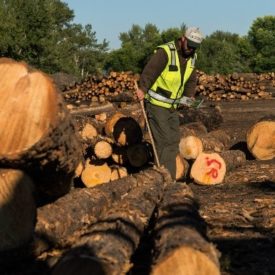 Photo of a person in a bright vest measuring timber