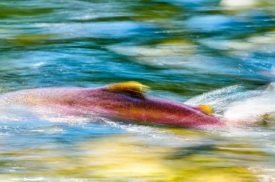 A red salmon swimming in green and blue waters, creating a motion blur that resembles a marble