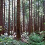 Photo of western hemlocks in the forest, focusing on mossy tree trunks