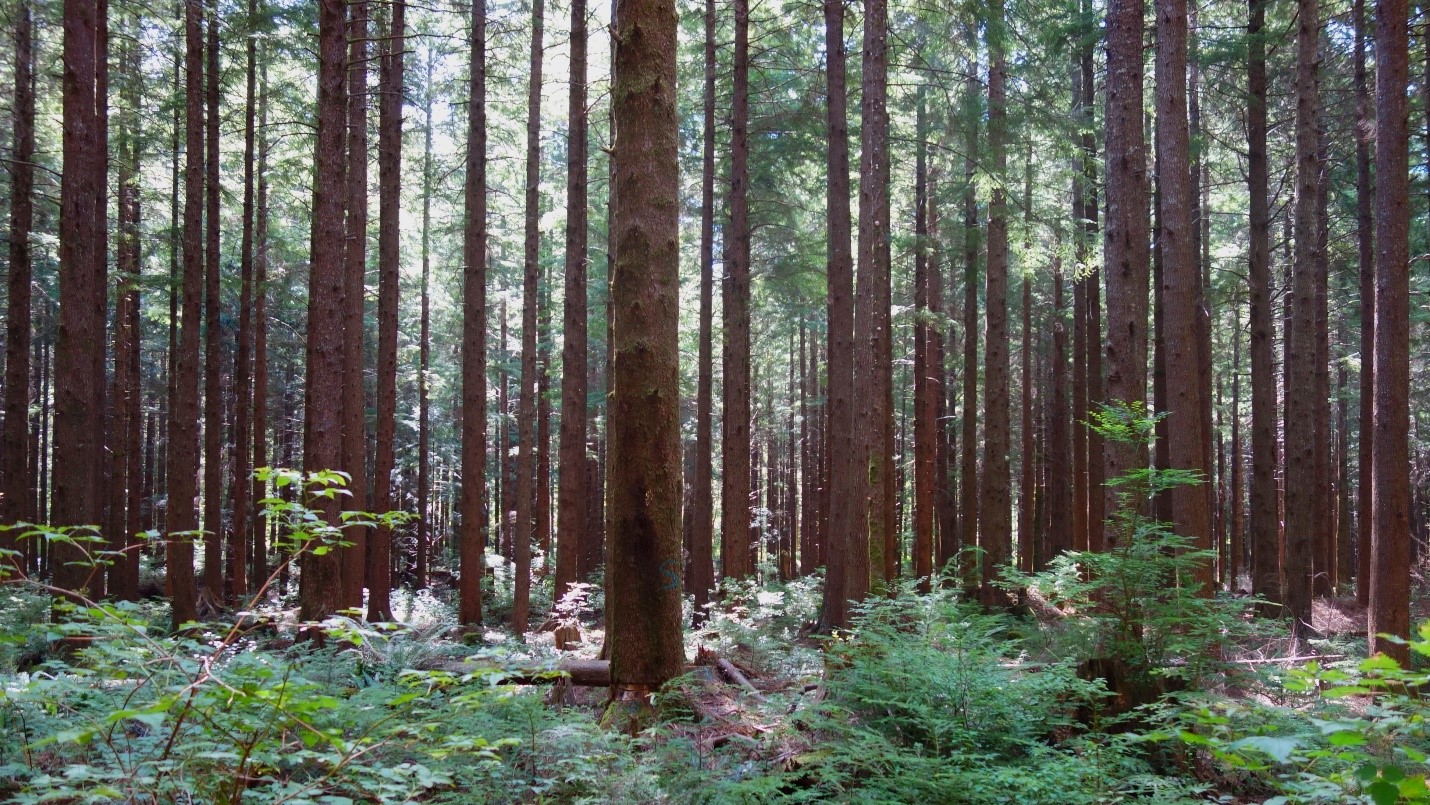 Photo of western hemlocks in the forest, focusing on mossy tree trunks