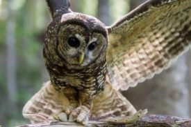 A spotted owl swoops down to catch a mouse (source: Emily Brouwer, National Park Service).