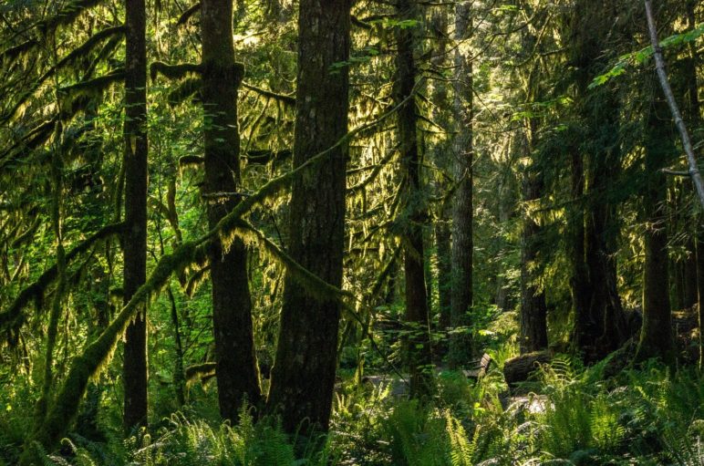 Deep green, mossy forest of Oregon's Clackamas County