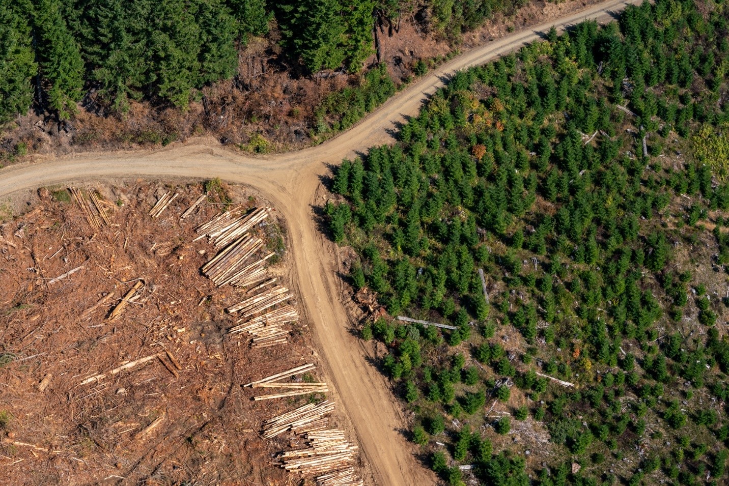 Three stands meet in the foothills of the Cascade Mountains in Oregon: a fresh cut, a young stand, and an adolescent stand (Source: Marcus Kauffman, OR Dept. of Forestry).