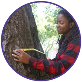 Measuring diameter at breast height (DBH). Source: Project Learning Tree 