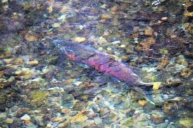 A coho salmon swims upstream to spawn. Source: Wikimedia 